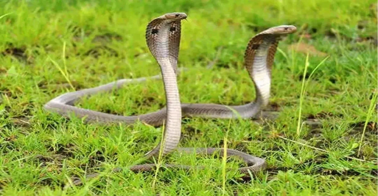 महोबा में खेत में सिंचाई के दौरान नाग-नागिन ने किसान को डसा, दोनों को अस्पताल लेकर पहुंचे ग्रामीण तो मचा हड़कंप