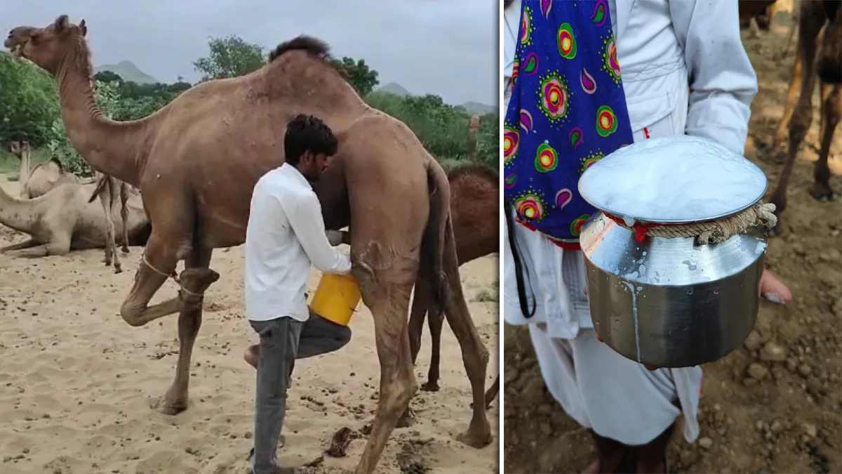 ऊंटनी के दूध में मधुमेह नियंत्रण के लिए कारगर प्रोटीन का पता चला