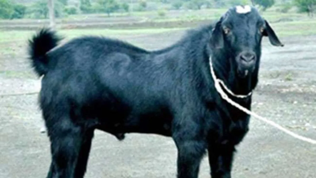 मंदिर में बकरा कटाई शुल्क को लेकर विवाद, मारपीट में पिता-पुत्र गंभीर रूप से घायल