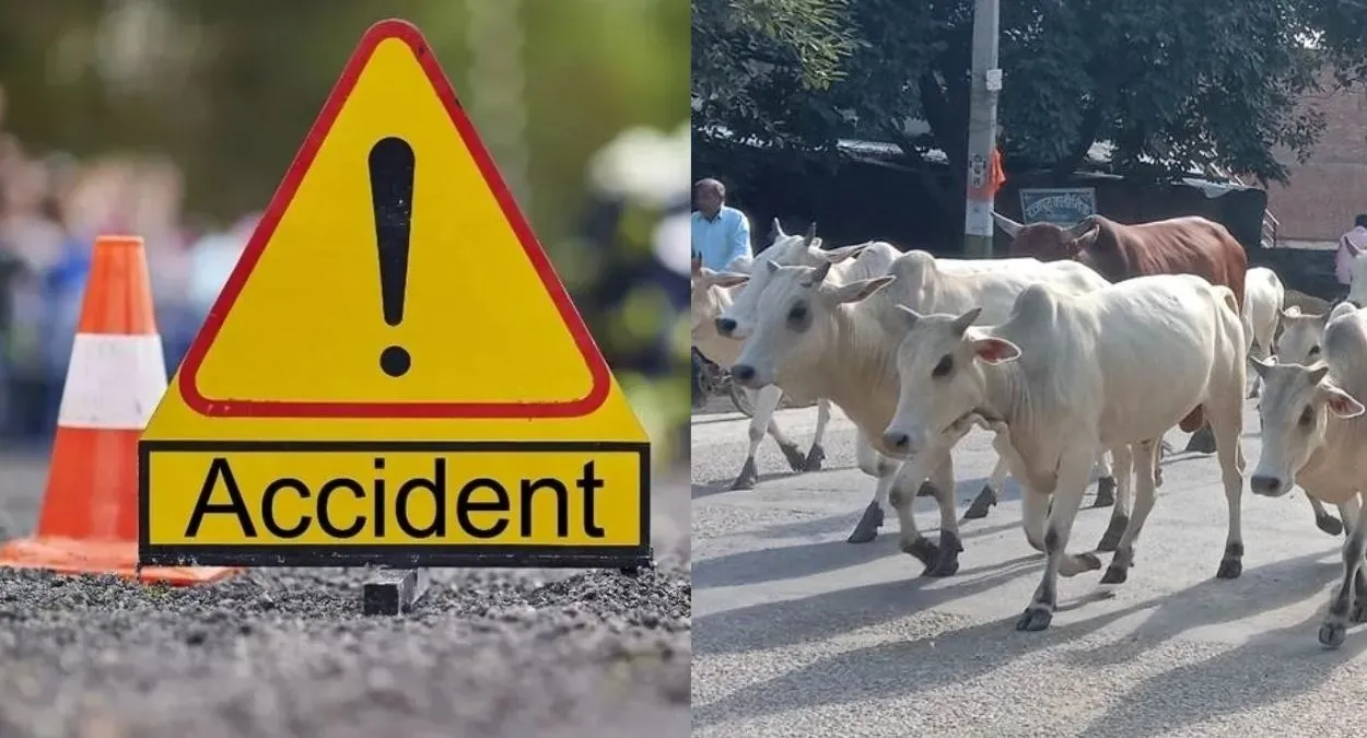 बेसहारा गोवंश बना जानलेवा, झज्जर में पूर्व सैनिक की सड़क हादसे में मौत