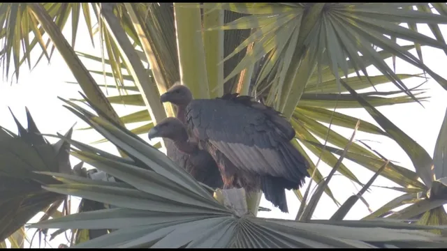 विलुप्त होने वाले गिद्ध लौट आए! हजारीबाग के थाने में जोड़े ने डेरा डाला, खुशी का माहौल