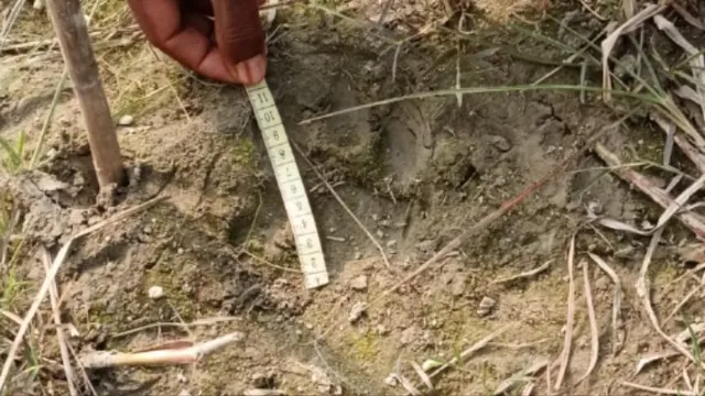 पश्चिमी चंपारण के भुईंधरवा दियारा में तेंदुए की दस्तक, पैरों के निशान मिलने से ग्रामीणों में दहशत