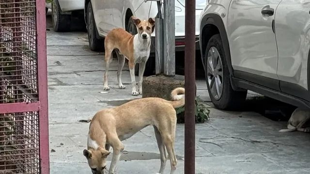सेक्टर-21 पॉकेट ए में आवारा कुत्तों का आतंक, निवासियों ने MCG से मांगा समाधान