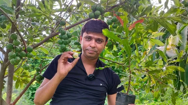 उत्तराखंड के पहाड़ों में आय और स्वास्थ्य का नया वरदान मैकाडेमिया नट्स, किसान मेले में आकर्षण का केंद्र