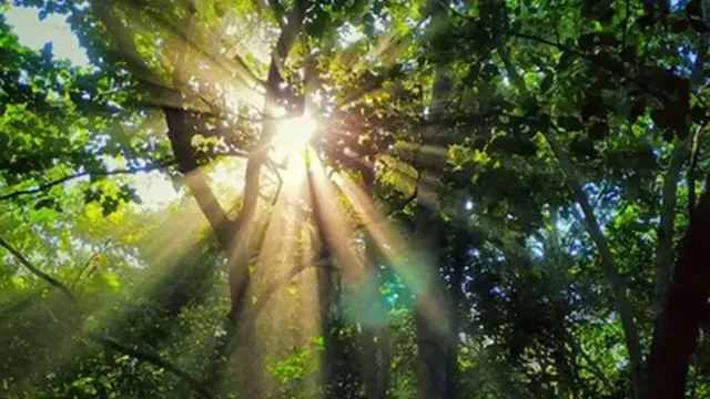 पर्यावरण मंजूरी में तेजी पर विशेषज्ञों की चिंता, नई संस्थाओं पर सवाल