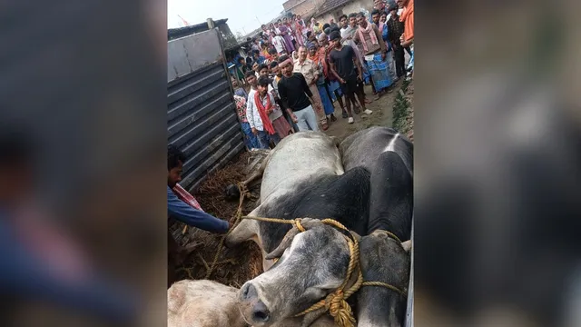 साहिबगंज में गो तस्करों की साजिश नाकाम, कीचड़ में फंसी पिकअप वैन तो छोड़ भागे अपराधी