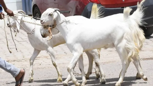 क्रेटा कार से आए बकरी चोर, कार में भरकर ले जा रहे थे कि‍ तभी लोगों की पड़ गई नजर; फ‍िर…