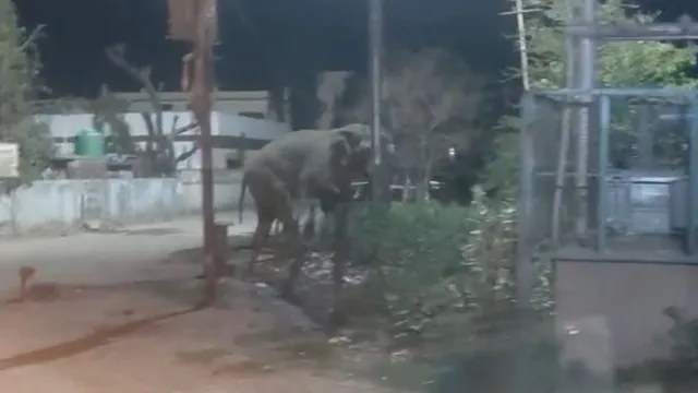 ऋषिकेश में रिहायशी इलाकों में घूमती रही हथिनी, अटकी रहीं लोगों की सांसें