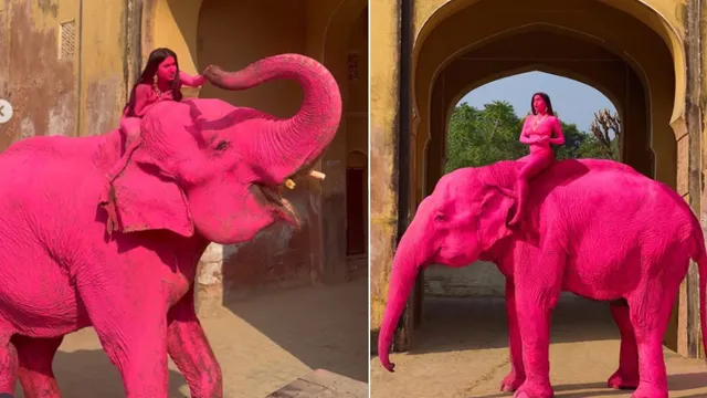जयपुर में ‘गुलाबी हाथी’ के फोटोशूट पर मचा बवाल, सोशल मीडिया पर लोगों ने रूसी फोटोग्राफर की लगाई क्लास