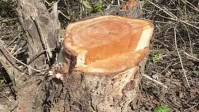 हरियाणा में खैर के पेड़ चोरी मामले में हाईलेवल मीटिंग, दो DFO निलंबित, वन मंत्री ने दिए आदेश