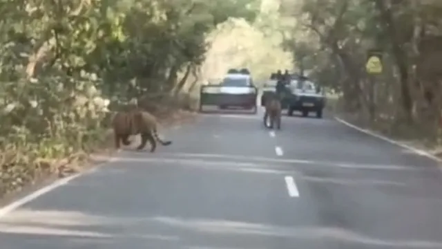 पीलीभीत जंगल सफारी में दो बाघों ने भरा रोमांच, सड़क पर टलहते हुए पहुंचे तो थम गई गाड़ियों की रफ्तार