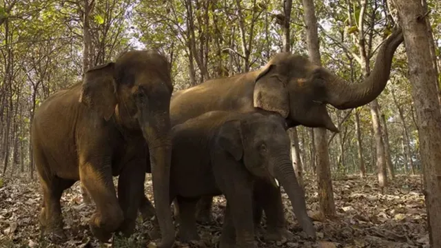 वन्यजीवों को नया जीवन दे रहा वंतारा, एक साल पूरा होने पर संस्था ने साझा की उपलब्धियां