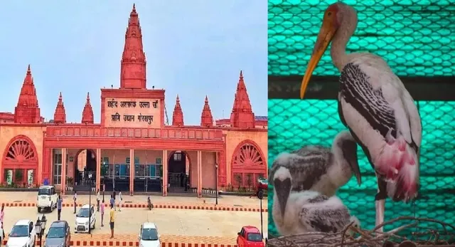 गोरखपुर चिड़ियाघर में पेंटेड स्टार्क के दो चूजों का जन्म, चार साल की मेहनत रंग लाई