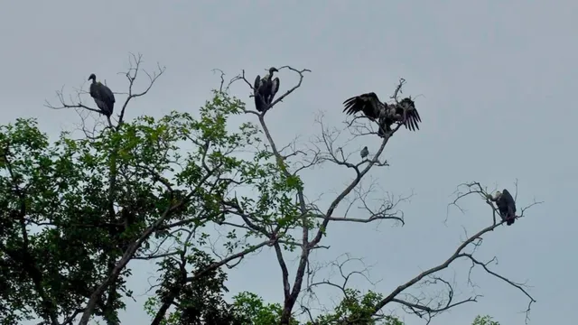 उत्तराखंड में चार साल बाद दिखा रेयर वाइट रम्प्ड वल्चर गिद्धों का झुंड, अचानक हो गए थे गायब