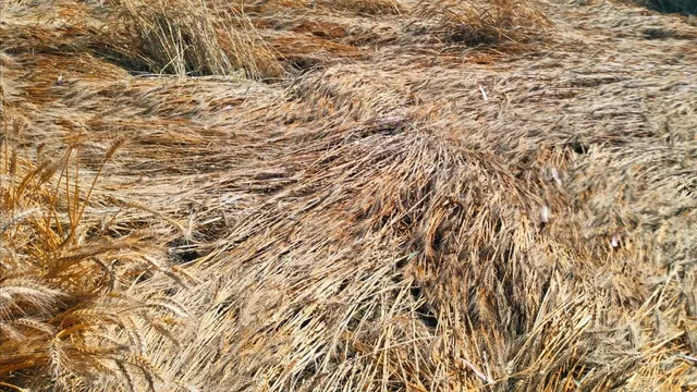 बहराइच में आंधी का कहर: 100 से अधिक पोल टूटे, 80 हजार आबादी बिजली से प्रभावित, गेहूं की फसल बर्बाद