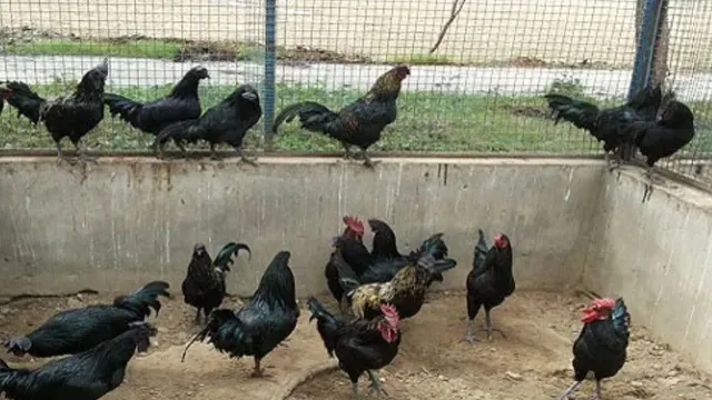 प्रवासी पक्षियों और जंगल से फैल रहा संक्रमण? भागलपुर कुक्कुट प्रक्षेत्र में बर्ड फ्लू बना चुनौती