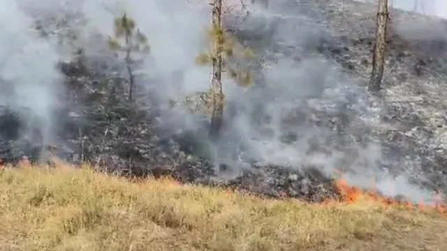 नेपाल सीमा से लगे एसएसबी कैंप के पास जंगल में लगी भीषण आग, जवानों ने संभाला मोर्चा