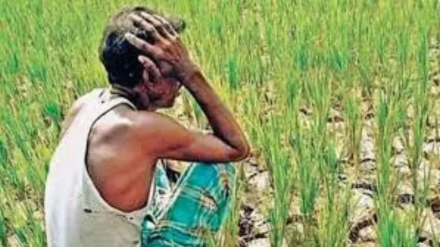 बीमा कंपनी देगी किसानों को मुआवजा, बेमौसम बारिश और ओलों से पहुंचा फसल को नुकसान; 43 हजार शिकायतें स्वीकृत