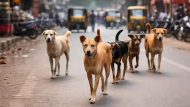 तेलंगाना में आवारा कुत्तों के हमले में तीन साल की बच्ची की मौत