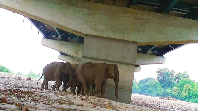 Delhi-Doon Expressway पर एशिया का सबसे लंबा वाइल्ड लाइफ कॉरिडोर, तीन राज्यों के वन्यजीवों को मिलेगी ‘आजादी’