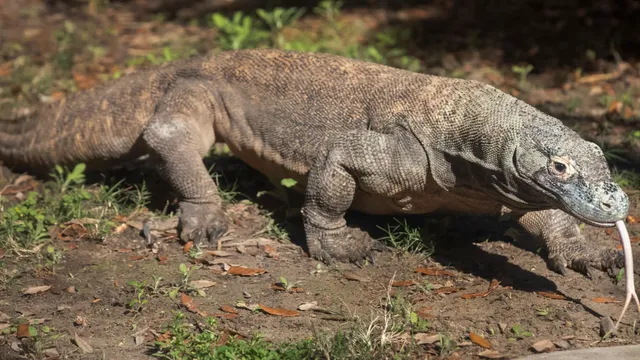 इंडोनेशिया और जापान के रिश्तों में बढ़ेगी गर्माहट, चिड़ियाघर में साथ दिखेंगे ‘कोमोडो ड्रैगन’