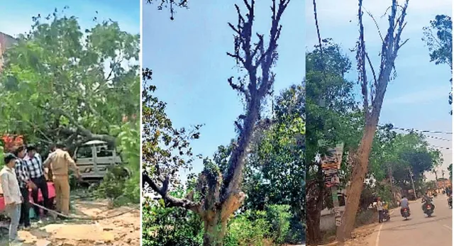 गोरखपुर में खतरा बने सूखे पेड़, विभाग कर रहा हादसे का इंतजार