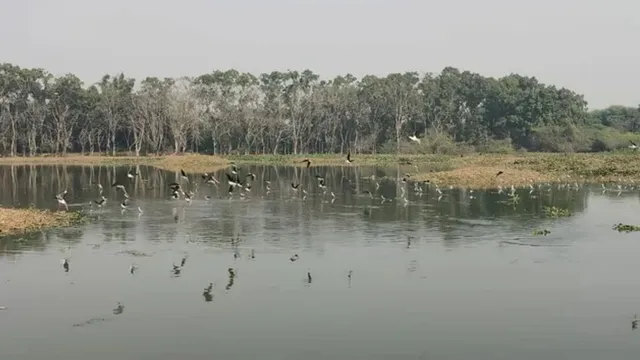 सूरजपुर वेटलैंड की सूरत बदलेगा वन विभाग; साफ पानी, आर्टिफिशियल आइलैंड और पक्षियों के लिए नया हैबिटेट