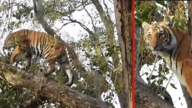 उत्तराखंड के सल्ट में बाघ ने बुजुर्ग को मारा, वन विभाग और टाइगर रिजर्व की पैनी नजर