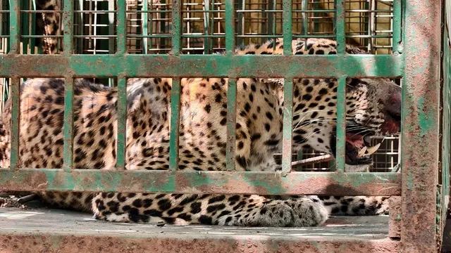 बिजनौर में मुर्गा खाने के लालच में पिंजरे में कैद हुआ गुलदार, 30 अप्रैल को लगाया था पिंजरा