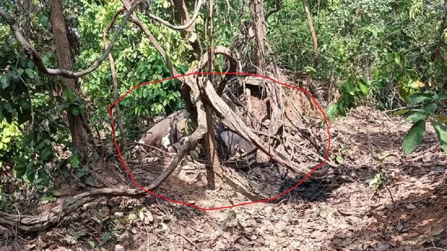 गिरिडीह जंगल में दो लोगों की जान लेने वाले आक्रामक हाथी की मौत, ग्रामीणों ने ली राहत की सांस