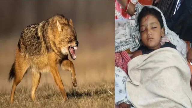 पाकुड़ में सियार का आतंक : घर में मां की गोद में सो रहे दो माह के बच्चे की मौत, दूसरा घायल