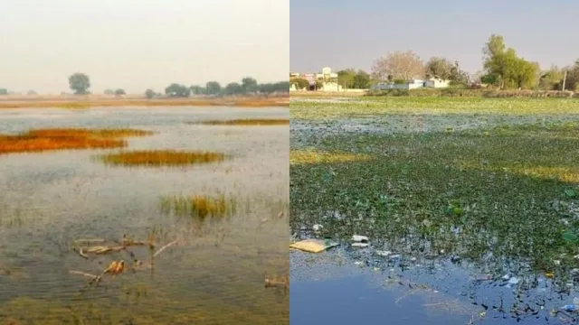 यूपी के दो तालाब बने राज्य संरक्षित वेटलैंड, साइबेरिया-जापान से आने वाले मेहमान पक्षियों को मिलेगा नया जीवन