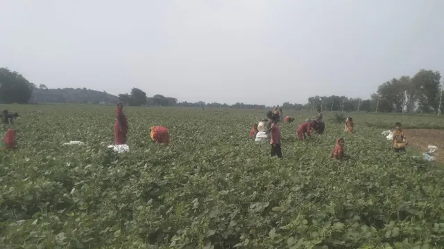 बांका में लहलहाई मूंग की खेती: बैशाख की आफत के बाद जेठ की धूप ने बदला भाग्य, इस फसल के मुरीद हुए बांका के किसान