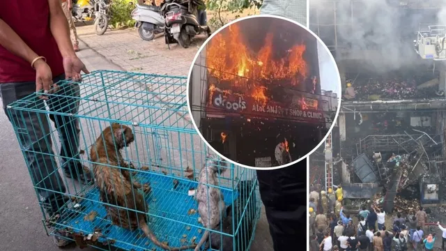 लखनऊ अग्निकांड की वो तस्वीर… जिसे देख दमकलकर्मियों के भी उड़े होश, जिंदा जले कुत्ते-बिल्लियां और खरगोश