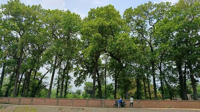 जागरण विशेष: ग्लोबल वार्मिंग के खिलाफ झारखंड का ‘देसी हथियार’ जाहेर थान, बना शक्तिशाली कार्बन बैंक