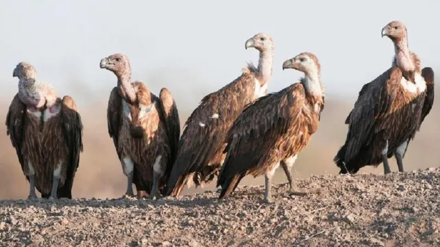 गिद्धों के लिए सुरक्षित घर बना भारत-नेपाल सीमा पर मौजूद ‘अरघाखांची’, आबादी में रिकॉर्ड बढ़ोतरी