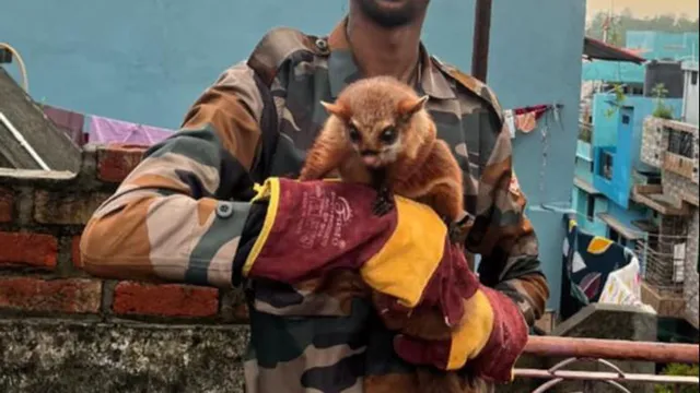 कभी देखी है उड़ने वाली दुर्लभ गिलहरी? उत्तराखंड के जंगलों में दिखी; वन कर्मियों ने किया रेस्क्यू