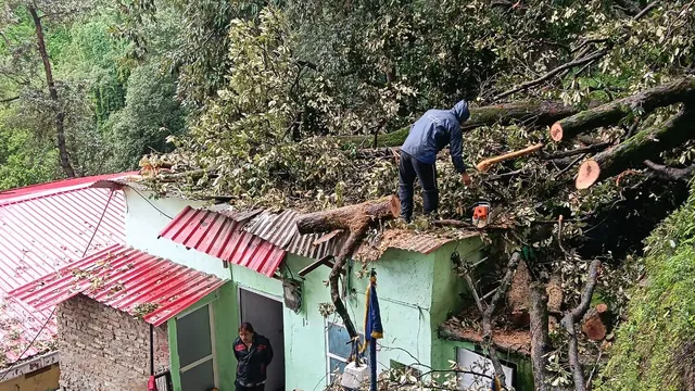 शिमला शहर में भारी बारिश से मकानों पर गिरे पेड़, लोगों ने भागकर बचाई जान; अभी टला नहीं है खतरा