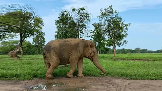 हजारीबाग में हाथियों के हमले से ग्रामीण की मौत, गांव में दहशत