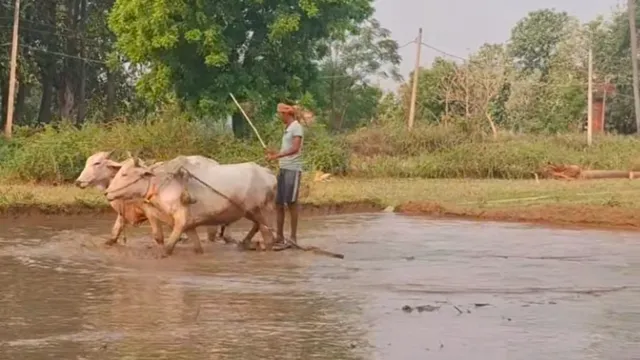 जहानाबाद में सामान्य से 65% कम हुई बारिश, खेतों में सूख रहे धान के बिचड़े; संकट में किसान