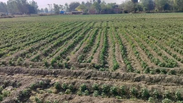 मेंथा ऑयल के रेट में फिर उछाल, 90 रुपये बढ़कर 1350 रुपये प्रति किलो पहुंचा भाव