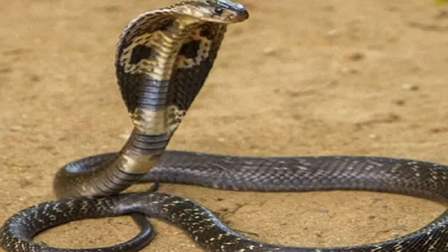 घर, आंगन, खेत और बिस्तर… गुमला में हर ओर सांपों का आतंक, 24 घंटे में सात लोग बने शिकार