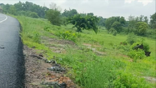 NH-39 फोरलेन पर हरित पट्टी का इंतजार, पलामू में 42660 पौधों का लक्ष्य अधूरा; पेड़ काट दिए, लगेंगे कब?