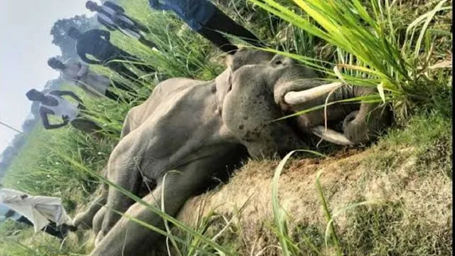साहूवाला रेंज में हाथी के बच्चे की मौत, छाती पर लगा टस्कर का दांत… बच्चे को बचाने की हाथियों ने खूब की कोशिश