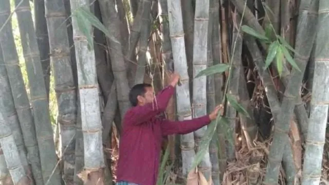 बिहार में बांस की खेती मतलब लाभ का ‘बैंक चेक’, हर साल 38 हजार की होगी पक्की कमाई