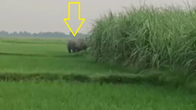 बिहार के पश्चिम चंपारण में बाघ के बाद गैंडे का हमला, इनरवा में बाल बाल बचा किसान