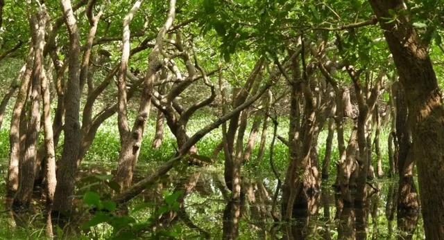 अंतरराष्ट्रीय स्तर पर चमकेगा महराजगंज, सोहगीबरवा के सिंगरहना ताल को मिलेगा रामसर साइट का दर्जा