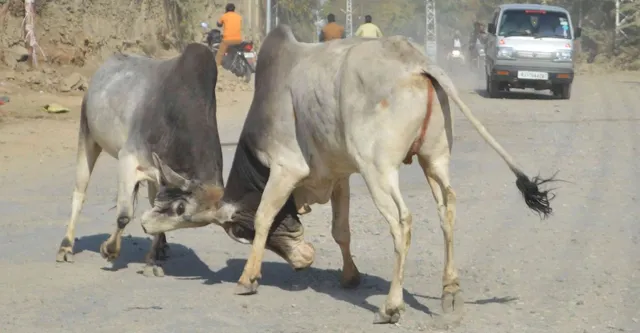 इटावा में बेसहारा पशुओं का आतंक, सांड़ के सींग घोंपने से सब्जी विक्रेता की मौत, मंडी में मची भगदड़