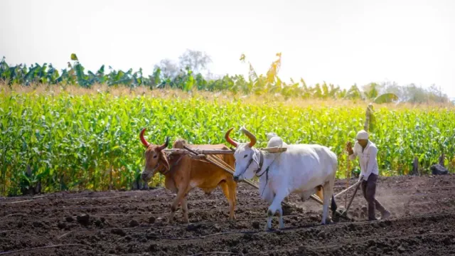 बारिश के बीच किसानों को राहत, गेहूं के बीज का कोटा बढ़ा; 14.5 हजार क्विंटल मिलेगा बीज