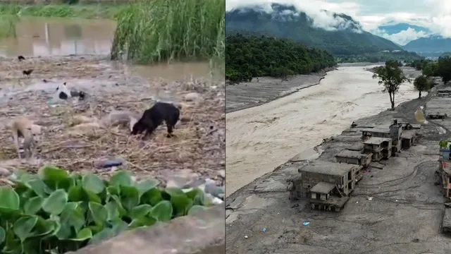 नेपाल की बाढ़ में लापता लोगों के शव गंडक के रास्ते पहुंच रहे सोनपुर, भयावह दृश्य ने खड़े किए लोगों के रोंगटे